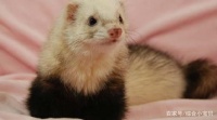 宠物中的贵族，欧洲熊猫色安格鲁貂！