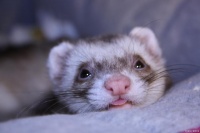 宠物貂认主人吗？