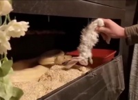 主人用兔子喂黄金蟒，却遭别有用心的宠物蛇反咬，主人措手不及！