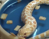 主人忘记给宠物蛇喂食，出差回到家，见它竟然变成了“贪吃蛇”