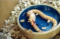 男子出差忘记给宠物蛇喂食，一周回来以后，肠子都悔青了