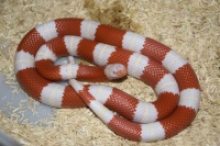 【图片】宠物蛇（一章）大多数人提及“宠物”我们的脑海里第一感觉就会想到猫猫～狗狗～鱼～鸟～等等比较常见的宠物【奶蛇milksnake吧】