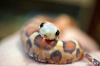 毒蛇伤人事件频发，蛇类却逐渐成为人类新宠，它们是如何做到的？