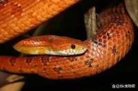 9种最适合初学者的宠物蛇