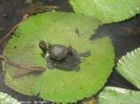 怎样照顾冬眠的宠物龟