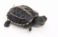 养一只陪你一辈子的宠物