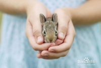 你应该知道的关于照顾一只宠物兔子的事情