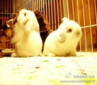 哪里有宠物兔子卖？