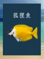 什么鱼适宜做宠物鱼？