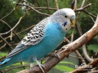 如何购买宠物鸟