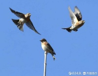 非常可爱的小型宠物鸟～燕雀