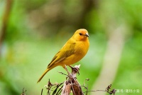 养宠物鸟简单吗？如何选择一只适合自己养的宠物鸟？