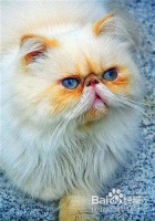 饲养宠物猫的常见七大误区