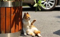 【图片】全球常见的8种宠物猫【佛系养猫吧】
