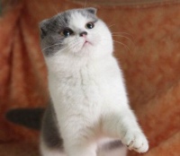 养宠物猫狗 对身心健康有好处？——人民政协网