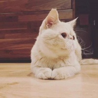 宠物猫的神情最全解析！一文让你读懂猫猫的内心