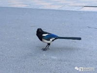 失去宠物可能会引发儿童的心理健康问题