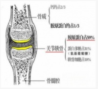 从0开始学习宠物营养—关节与骨骼