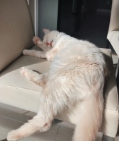 《猫咪走失了怎么办？教你从多个方面寻找它的方法》