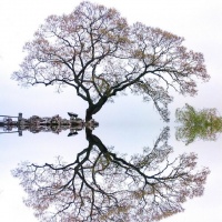 心理学角度讲解，养宠...