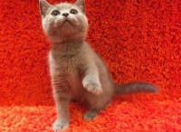 心理学：你最想拥有以下哪只宠物？测试你的身旁是否有人守护你！