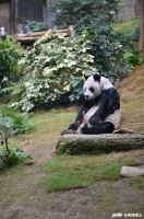 动物也会抑郁吗？圈养环境下的刻板行为，揭示它们的心理问题