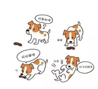 宠物行为学——如何正确解决狗狗吃便便的坏习惯？