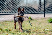 【知识分享】关于犬“认知”的相关研究(行业新闻