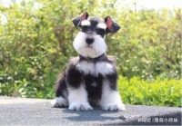 狗狗呆萌系列：雪纳瑞、比熊、泰迪的优缺点、饮食禁忌与常见疾病