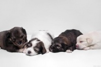 宠物殡葬一般多少钱，火化宠物需要多少钱