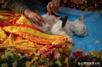 北京猫咪火化费用全解析，最实惠的选择大概多少钱？