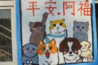 动物救助站：流浪到此为止