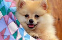 允许养宠物的国内大学