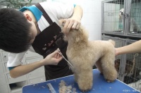 如何开好社区宠物店？先用租赁方式培育市场，然后才是卖狗粮！