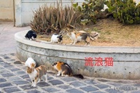 美女宠物店门口遗弃爱猫，店主发视频谴责，并将猫咪丢到垃圾桶旁