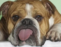 选择齿能，给狗狗一生的健康牙齿呵护