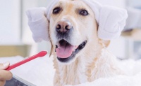 狗子的口腔健康很重要，要预防它出现蛀牙，影响它的寿命