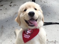 普安特兽药科普：关于狗狗的牙齿信息你知道多少