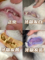 赶紧检查你家猫牙龈㊙️健康真的要看