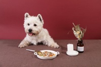 狗干粮必读选购指南,狗粮对于治疗和预防疾病的