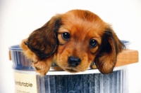 狗狗患有厌食症和胃炎时，会有这些症状，看看你家狗狗有吗？