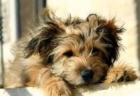 狗狗发烧可导致的疾病有哪些？