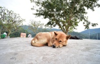 狗狗黄疸加肝功能异常，是不是没救了