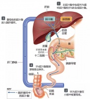 狗狗胆汁淤积的症状、原因和治疗方法