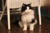 猫肝硬化可以治愈吗？病因和用药有哪些？