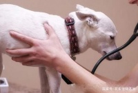 狗狗肝脏疾病不容小视，一旦发现就为时已晚，主要责任都在于主人