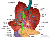 猫胆管炎/胆管肝炎综合征，我们的认知？