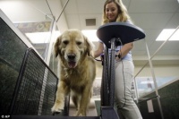 肥胖宠物要减肥&nbsp;美国宠物减肥夏令营兴起