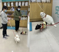 “我家猫比猪还重！”考拉海购宠物减肥商品开年增长240%