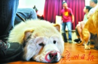 宠物别太宠小心“富贵病” 宠物大多体重超标